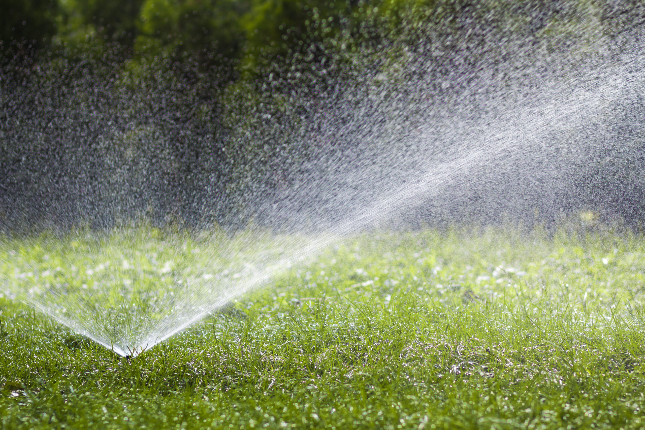 Lawn water sprinkler spraying water over grass in garden on a hot summer day. Automatic watering lawns. Gardening and environment concept.